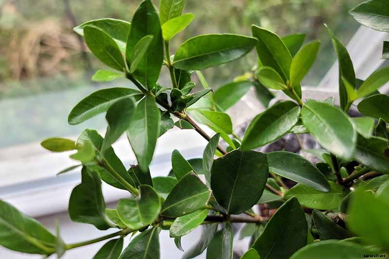 Bring Their Intoxicating Scent Inside: Tips for Growing Gardenias as Houseplants