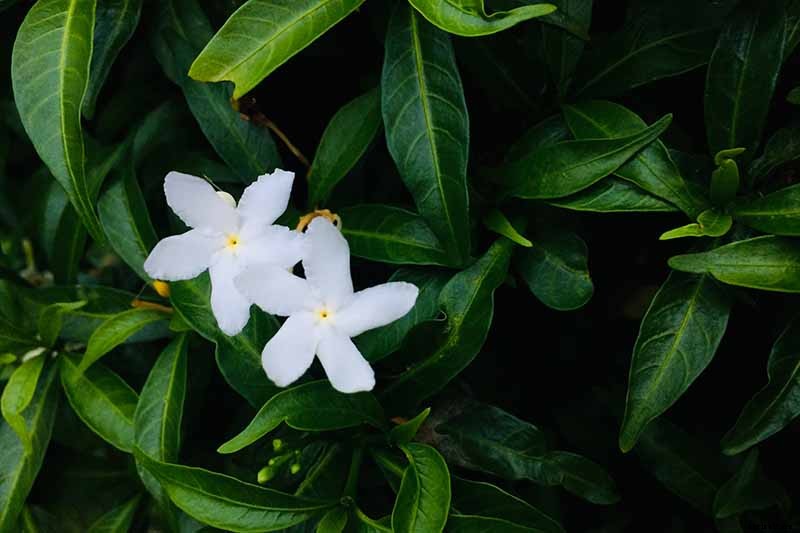 Bring Their Intoxicating Scent Inside: Tips for Growing Gardenias as Houseplants