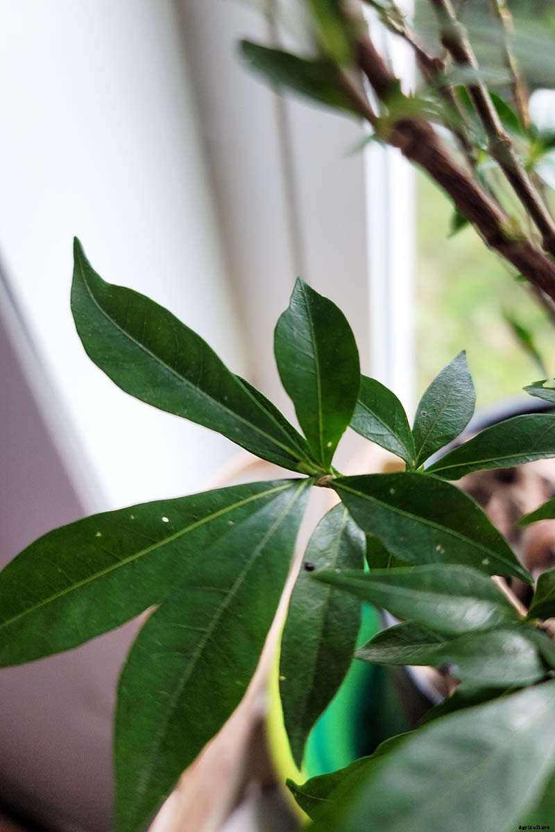 Bring Their Intoxicating Scent Inside: Tips for Growing Gardenias as Houseplants
