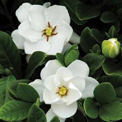 Bring Their Intoxicating Scent Inside: Tips for Growing Gardenias as Houseplants