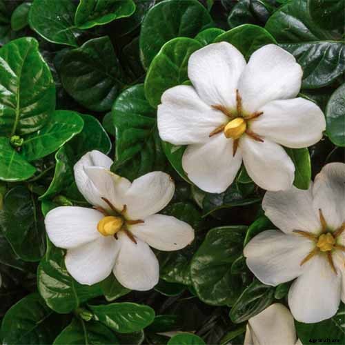 Bring Their Intoxicating Scent Inside: Tips for Growing Gardenias as Houseplants