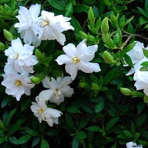 Bring Their Intoxicating Scent Inside: Tips for Growing Gardenias as Houseplants