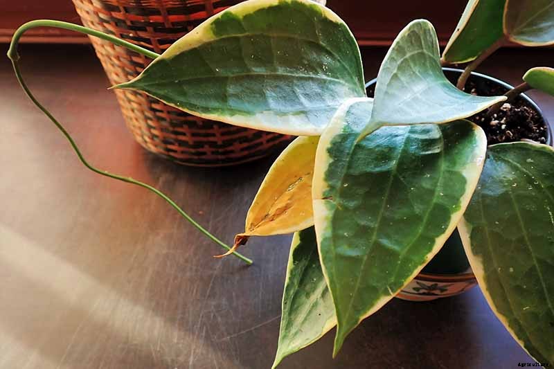 How to Grow and Care for Hoya Houseplants