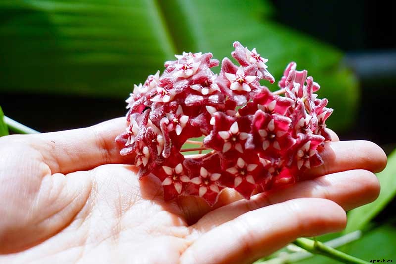 How to Grow and Care for Hoya Houseplants