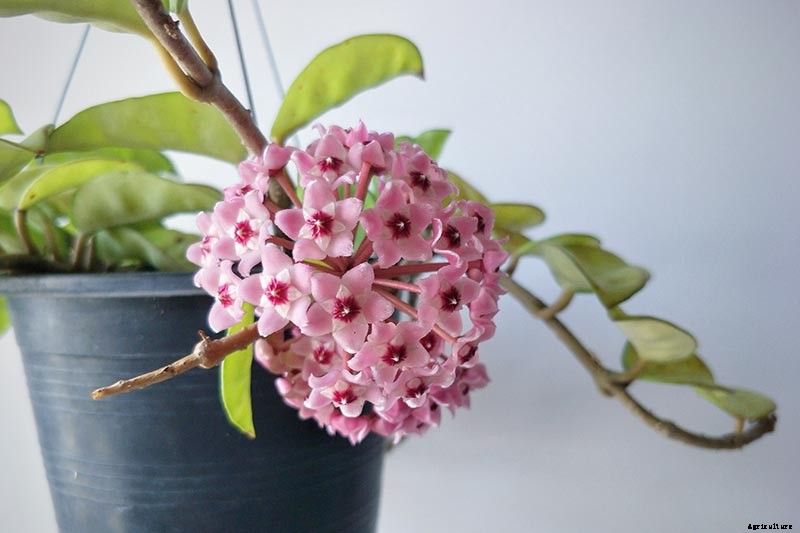 How to Grow and Care for Hoya Houseplants