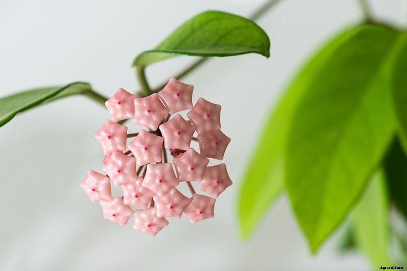 How to Grow and Care for Hoya Houseplants