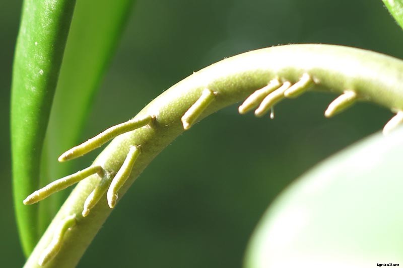 How to Grow and Care for Hoya Houseplants