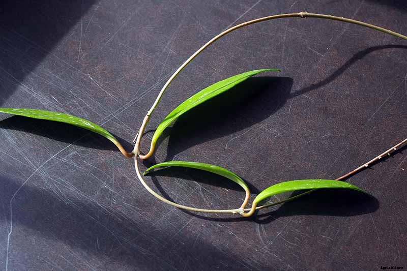 How to Grow and Care for Hoya Houseplants