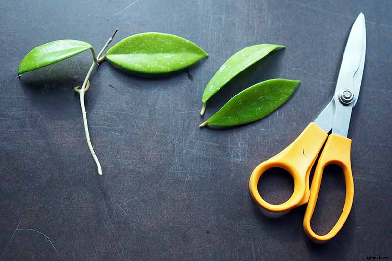 How to Grow and Care for Hoya Houseplants