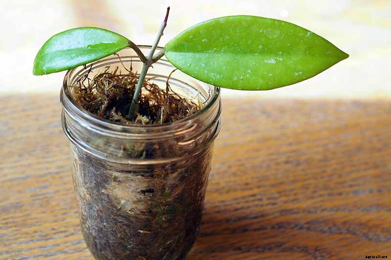 How to Grow and Care for Hoya Houseplants