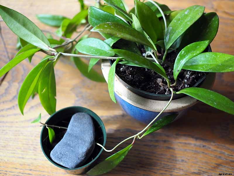 How to Grow and Care for Hoya Houseplants