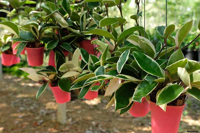 How to Grow and Care for Hoya Houseplants