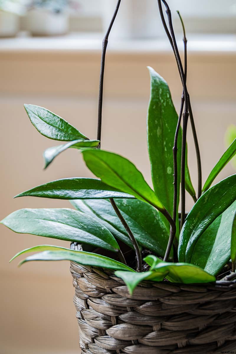 How to Grow and Care for Hoya Houseplants