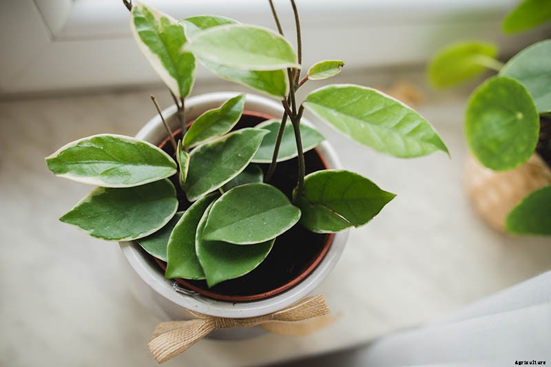How to Grow and Care for Hoya Houseplants