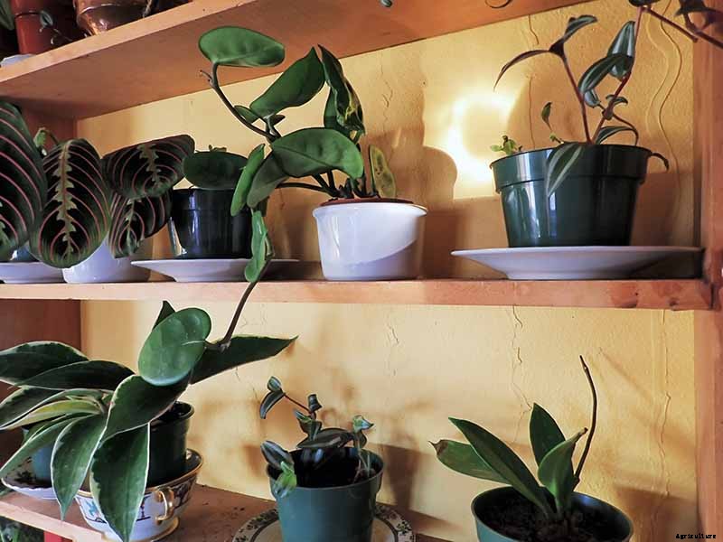 How to Grow and Care for Hoya Houseplants