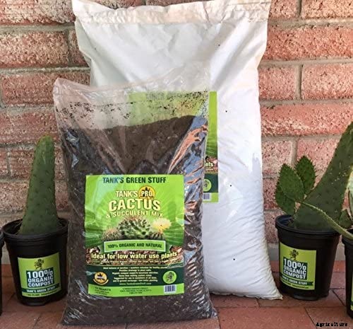 How to Grow and Care for Hoya Houseplants