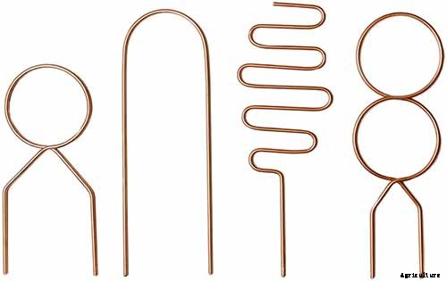 How to Grow and Care for Hoya Houseplants