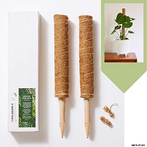 How to Grow and Care for Hoya Houseplants