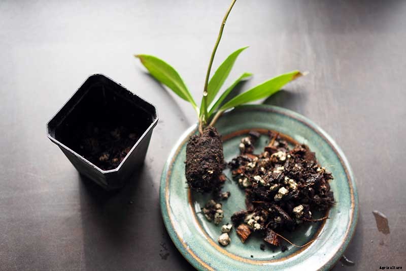 How to Grow and Care for Hoya Houseplants