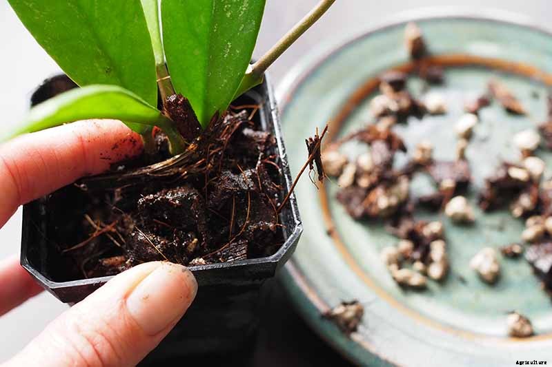 How to Grow and Care for Hoya Houseplants
