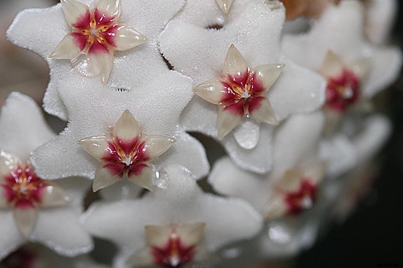 How to Grow and Care for Hoya Houseplants