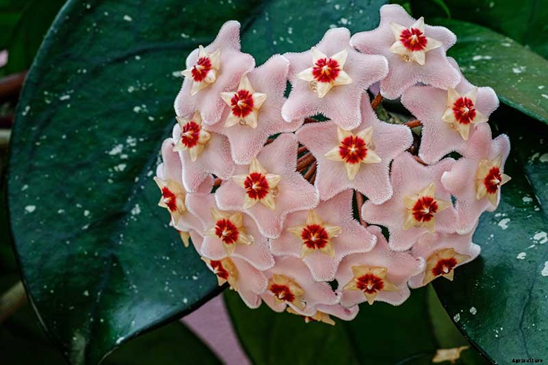 How to Grow and Care for Hoya Houseplants