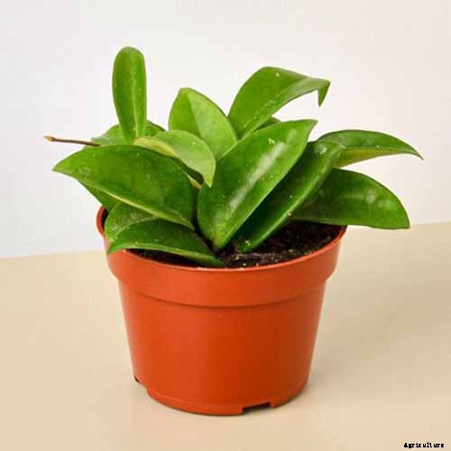 How to Grow and Care for Hoya Houseplants