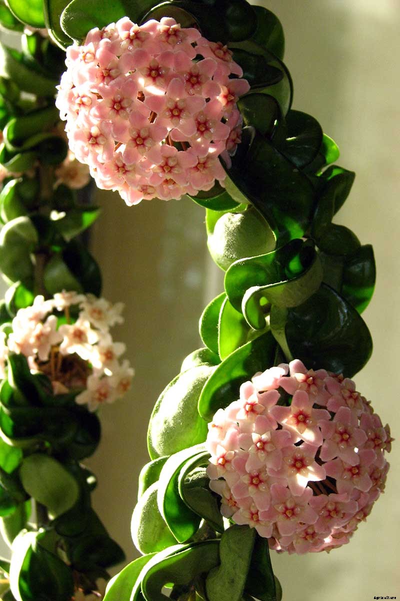 How to Grow and Care for Hoya Houseplants