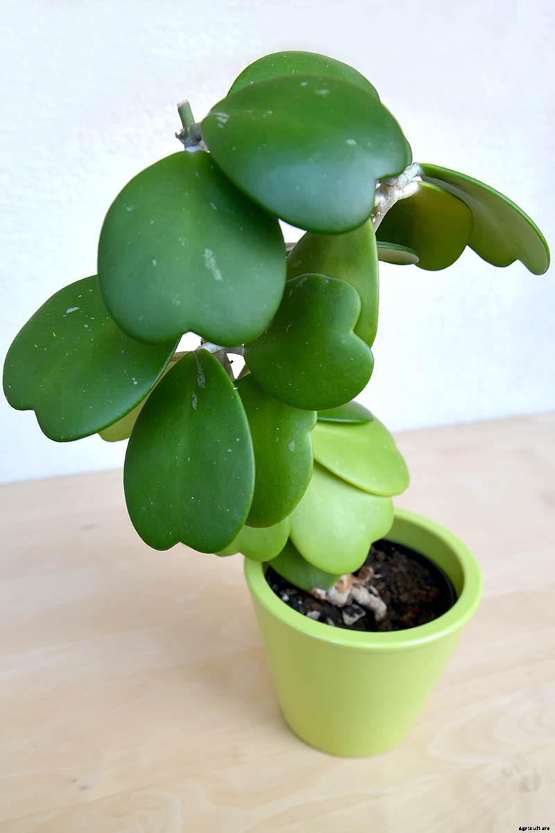 How to Grow and Care for Hoya Houseplants