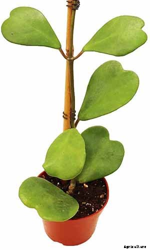How to Grow and Care for Hoya Houseplants
