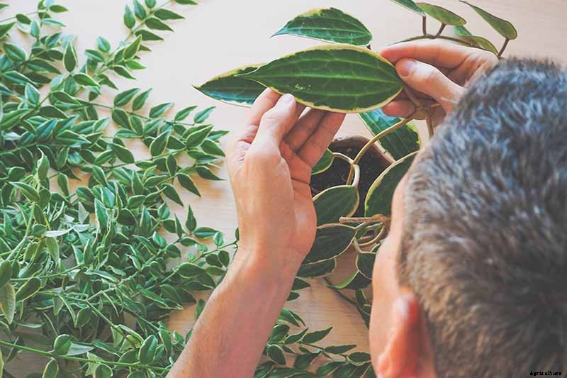 How to Grow and Care for Hoya Houseplants