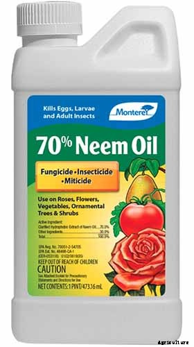 How to Grow and Care for Hoya Houseplants