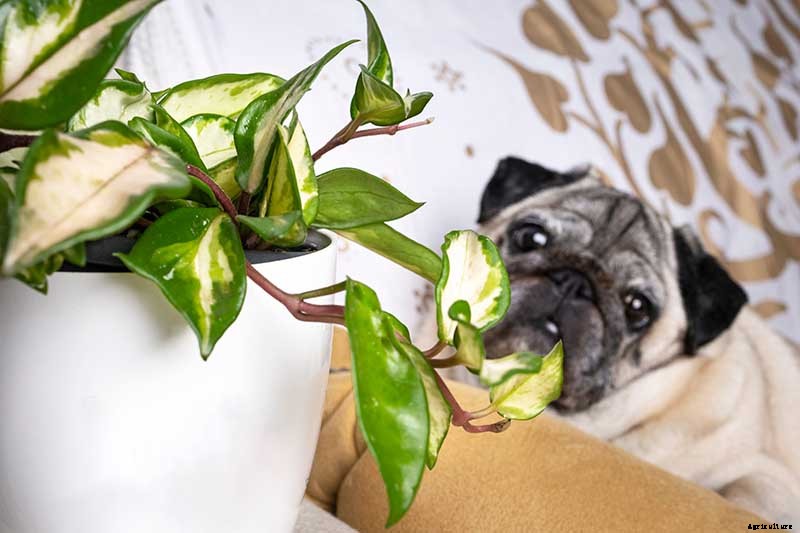 How to Grow and Care for Hoya Houseplants