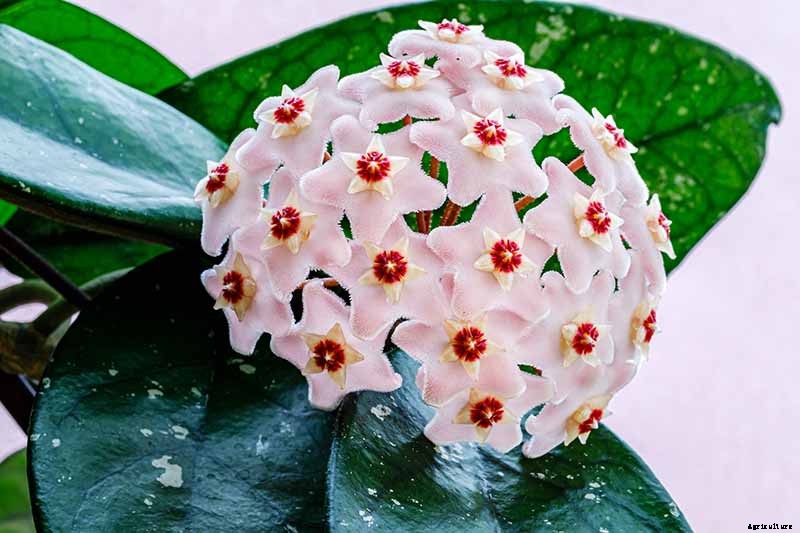 How to Grow and Care for Hoya Houseplants