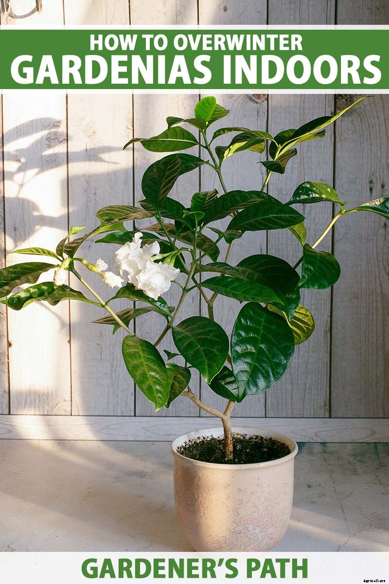 How to Overwinter Gardenia Shrubs Indoors