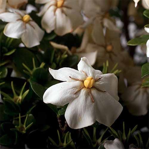 How to Overwinter Gardenia Shrubs Indoors