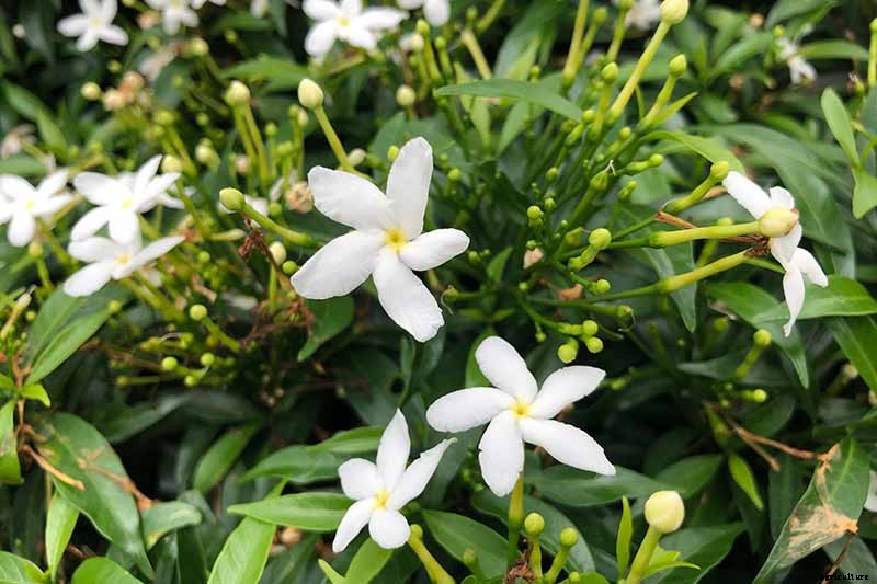 How to Overwinter Gardenia Shrubs Indoors