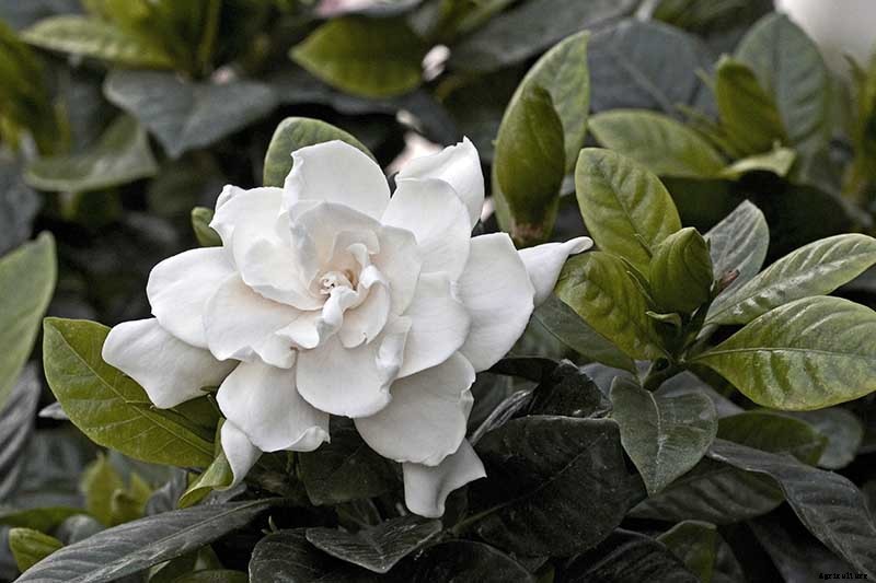 How to Overwinter Gardenia Shrubs Indoors