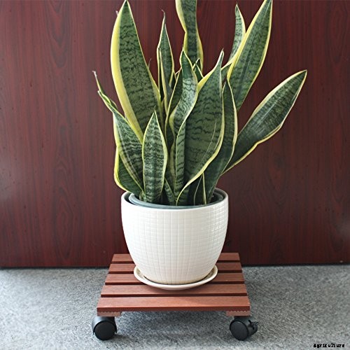 How to Overwinter Gardenia Shrubs Indoors