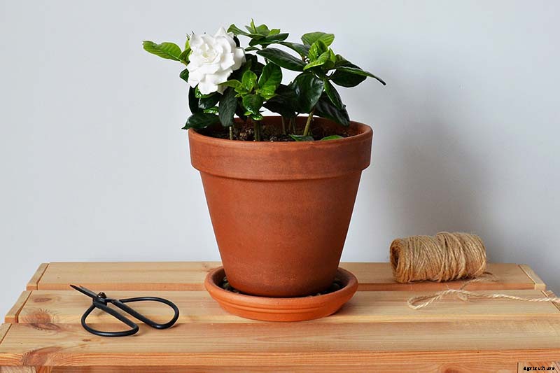 How to Overwinter Gardenia Shrubs Indoors