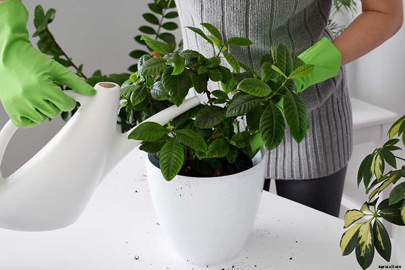 How to Overwinter Gardenia Shrubs Indoors