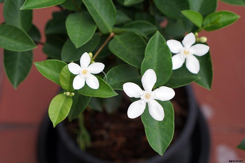 How to Overwinter Gardenia Shrubs Indoors