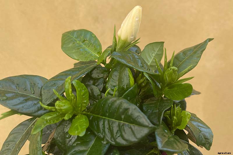 How to Overwinter Gardenia Shrubs Indoors