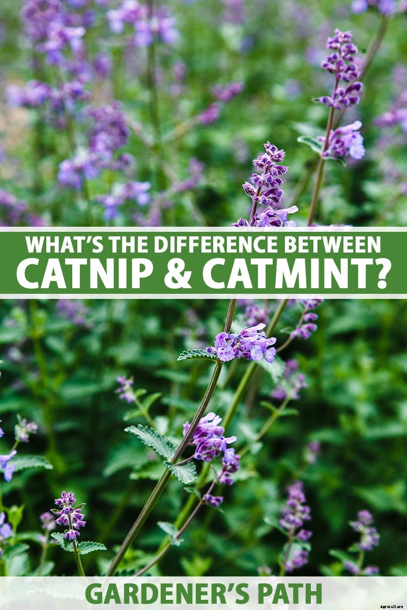 Catnip vs. Catmint – What’s the Difference?