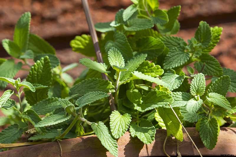 Catnip vs. Catmint – What’s the Difference?