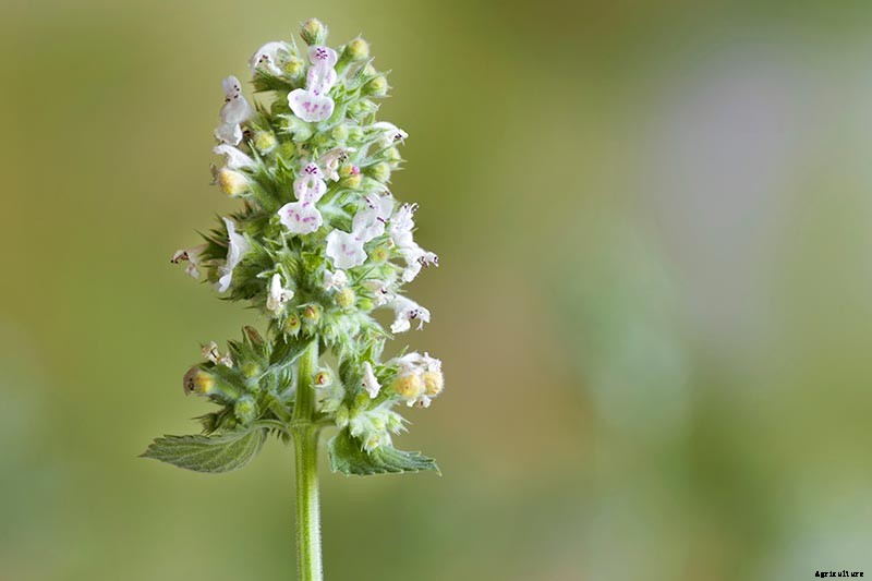 Catnip vs. Catmint – What’s the Difference?