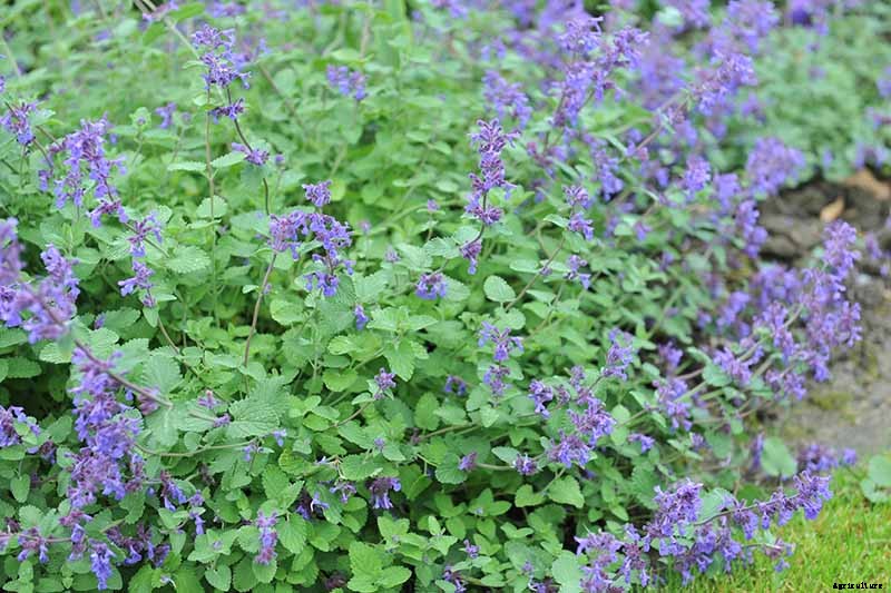 Catnip vs. Catmint – What’s the Difference?