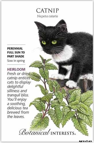 Catnip vs. Catmint – What’s the Difference?