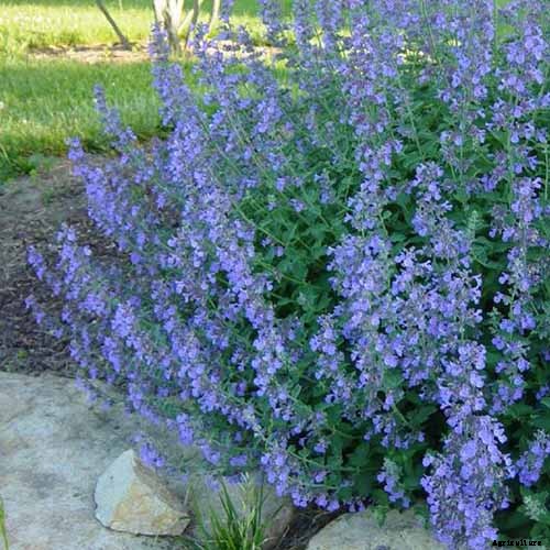 Catnip vs. Catmint – What’s the Difference?