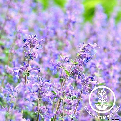 Catnip vs. Catmint – What’s the Difference?